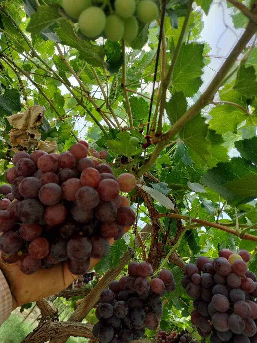 Table Grapes Detail 4